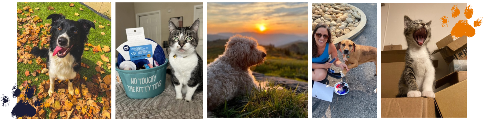 Pet Paradise Awaits Image 1