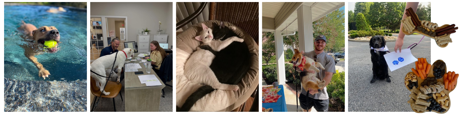 Pet Paradise Awaits Image 2