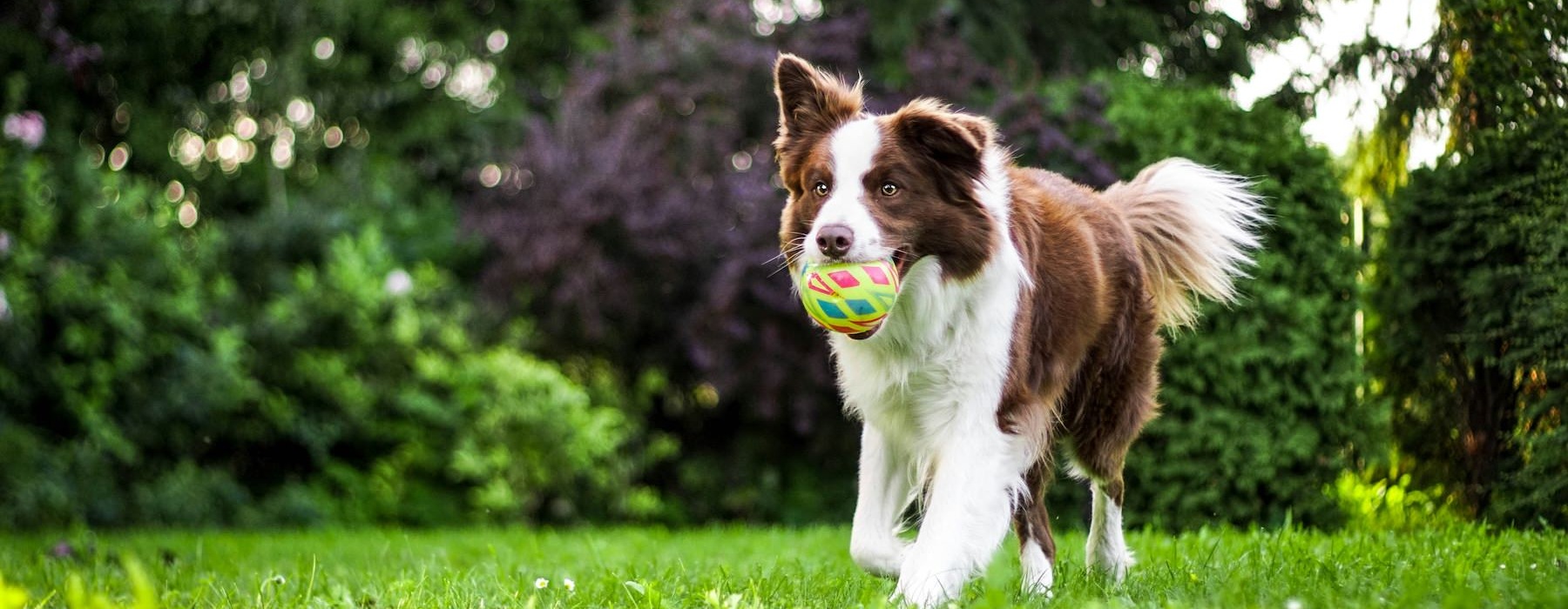 We welcome all your furry friends a dog running through a field with a ball